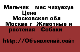 Мальчик 2 мес чихуахуа › Цена ­ 15 000 - Московская обл., Москва г. Животные и растения » Собаки   
